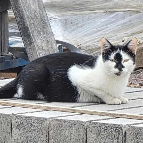 Found Cat in Coventry, England — listing photo