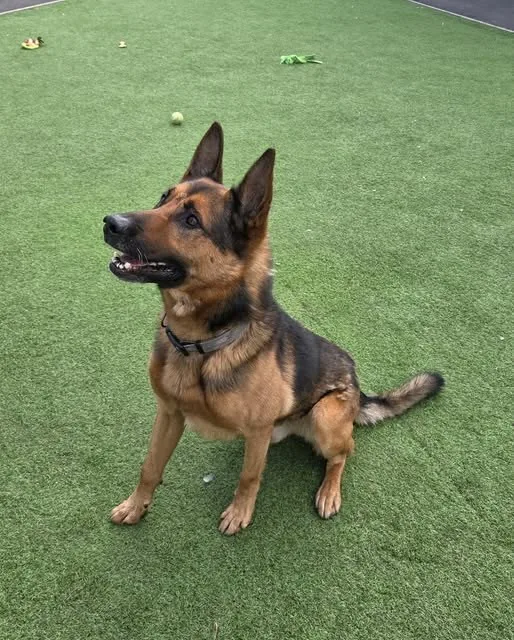 Found Dog in Coventry, England Found Dog in Coventry, England — listing photo