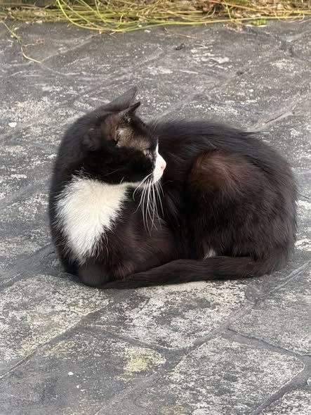 Lost Cat in Bury, England — listing photo