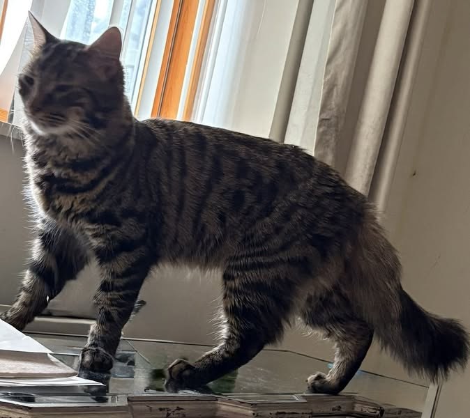 Lost Cat in London, England — listing photo