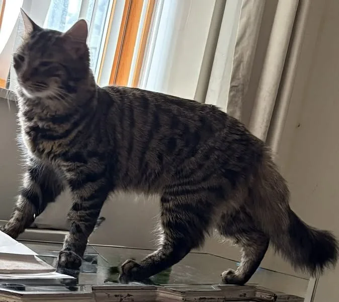 Lost Cat in London, England Lost Cat in London, England β listing photo