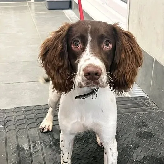 Found Dog in London, England Found Dog in London, England β listing photo