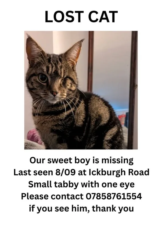 Lost Cat in London, England Lost Cat in London, England β listing photo