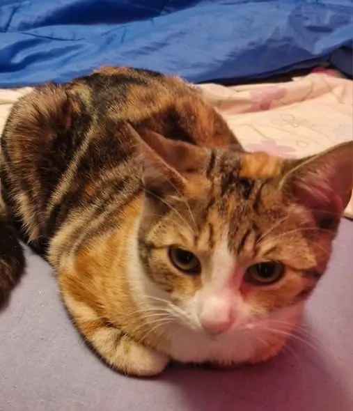 Lost Cat in Milton Keynes, England Lost Cat in Milton Keynes, England — listing photo