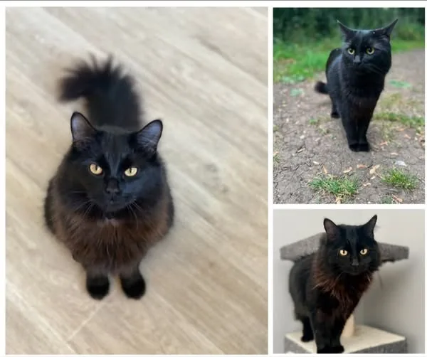 Lost Cat in Milton Keynes, England Lost Cat in Milton Keynes, England — listing photo