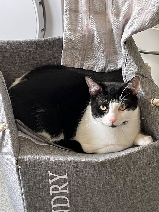 Lost Cat in Milton Keynes, England — listing photo