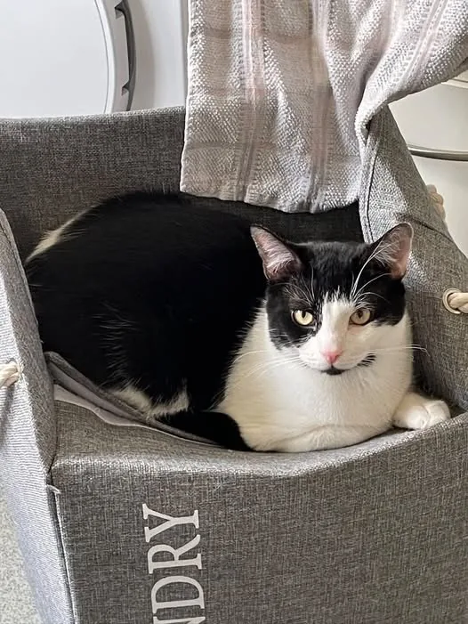 Lost Cat in Milton Keynes, England Lost Cat in Milton Keynes, England — listing photo