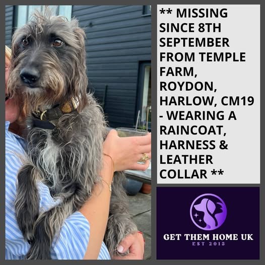 Lost Dog in London, England — listing photo
