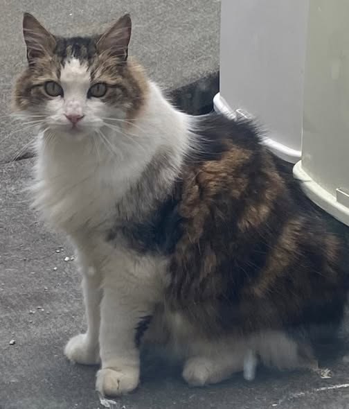 Lost Cat in London, England — listing photo