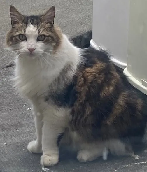 Lost Cat in London, England Lost Cat in London, England — listing photo
