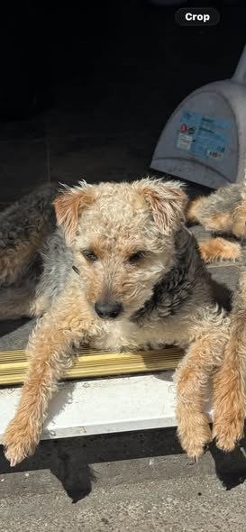 Lost Dog in Swansea, Wales — listing photo