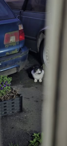 Lost Cat in Oldham, England — listing photo