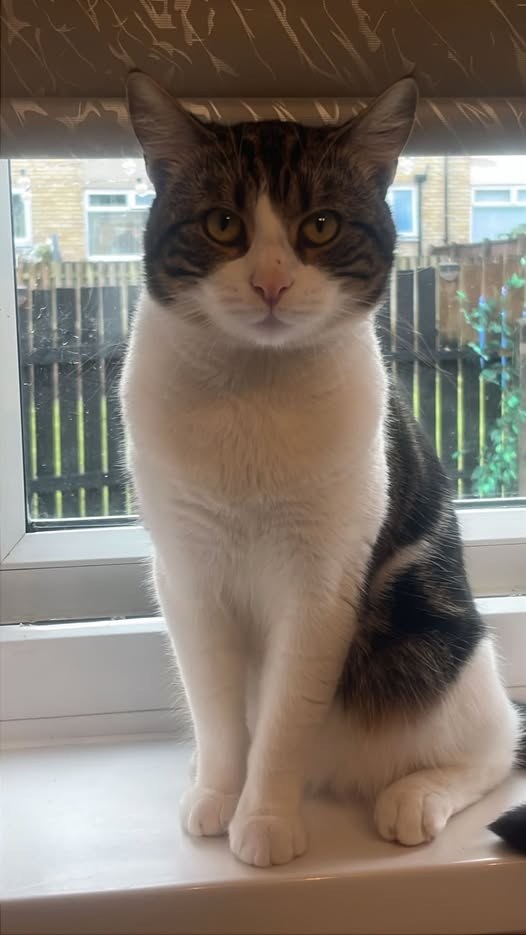 Lost Cat in Ashton-under-Lyne, England — listing photo