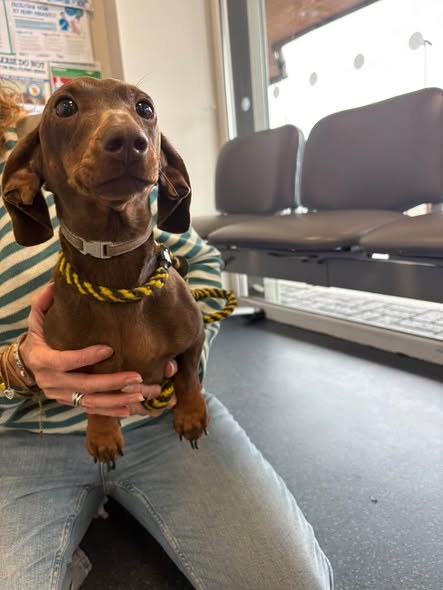 Found Dog in Swansea, Wales — listing photo