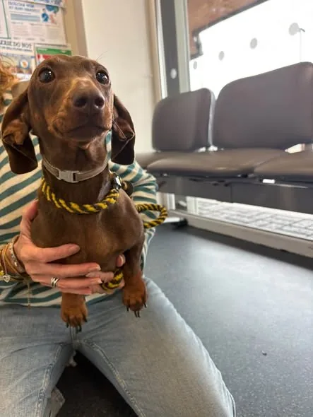 Found Dog in Swansea, Wales Found Dog in Swansea, Wales — listing photo