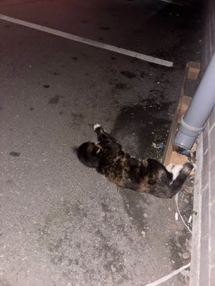 Lost Cat in Leeds, England — listing photo