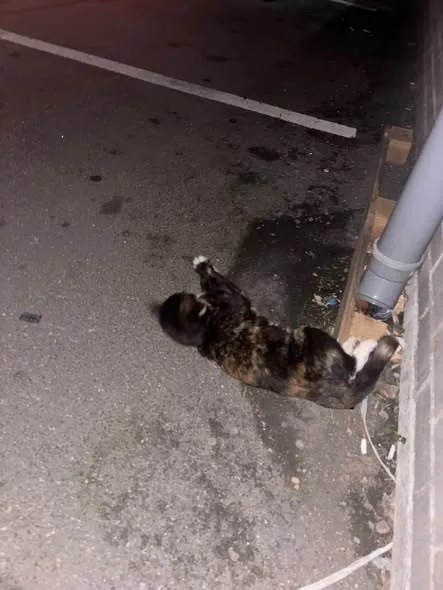 Lost Cat in Leeds, England — listing photo