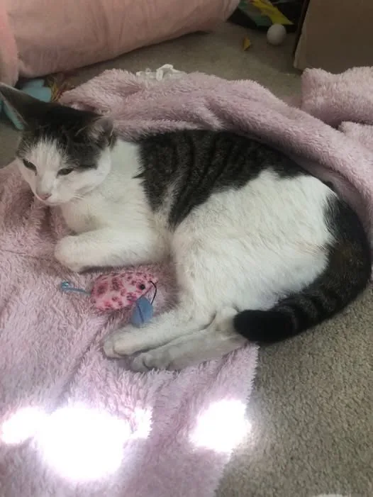 Found Cat in Manchester, England — listing photo
