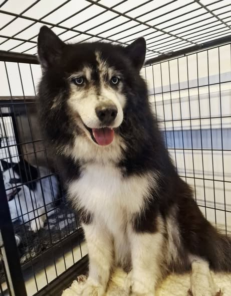 Lost Dog in Woking, England — listing photo
