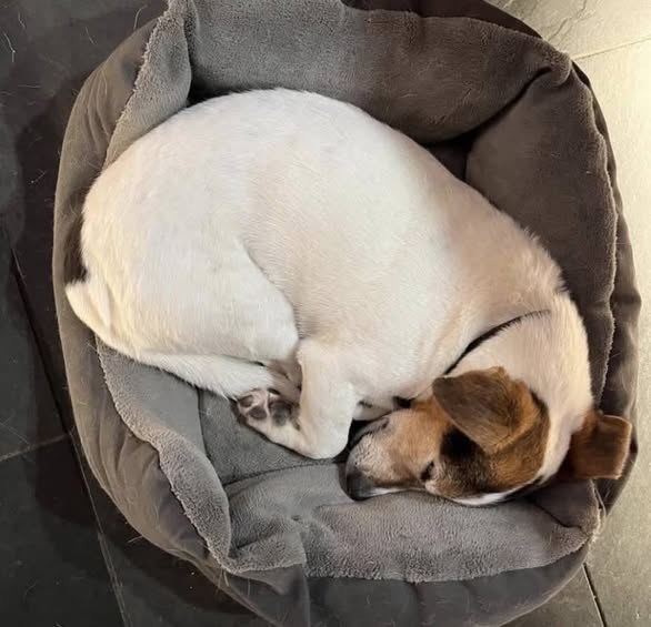 Lost Dog in Kendal, England — listing photo