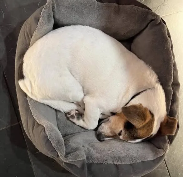 Lost Dog in Kendal, England Lost Dog in Kendal, England — listing photo