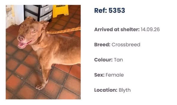 Found Dog in Blyth, England — listing photo