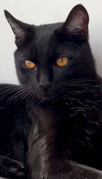 Lost Cat in Peterhead, Scotland — listing photo