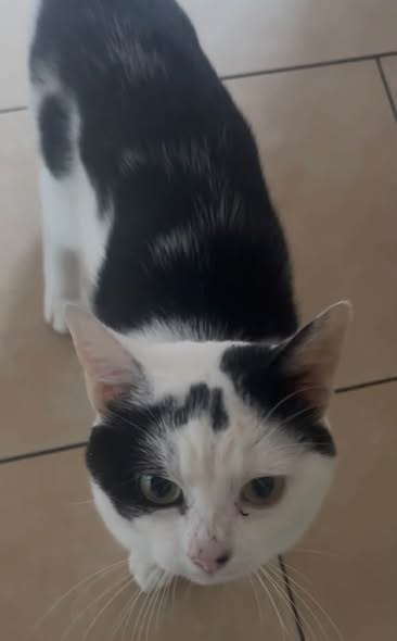 Lost Pet in Manchester, England — listing photo