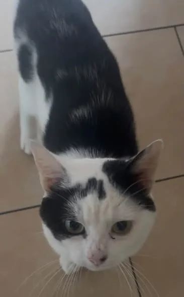 Lost Pet in Manchester, England Lost Pet in Manchester, England — listing photo