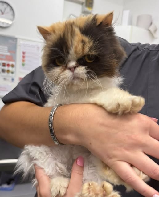 Found Cat in Rochester, England — listing photo