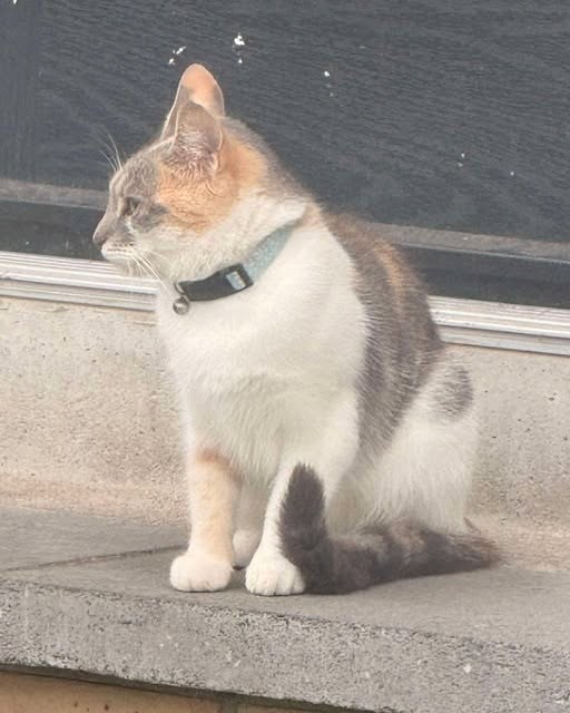 Lost Cat in Newry, Northern Ireland — listing photo