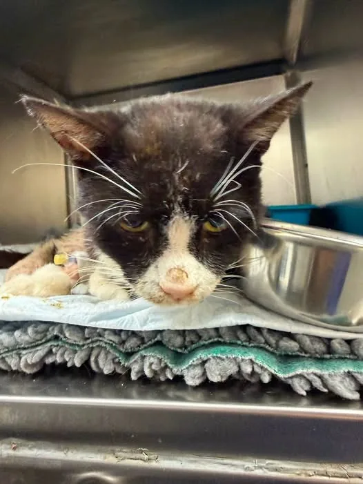 Found Cat in Birmingham, England — listing photo