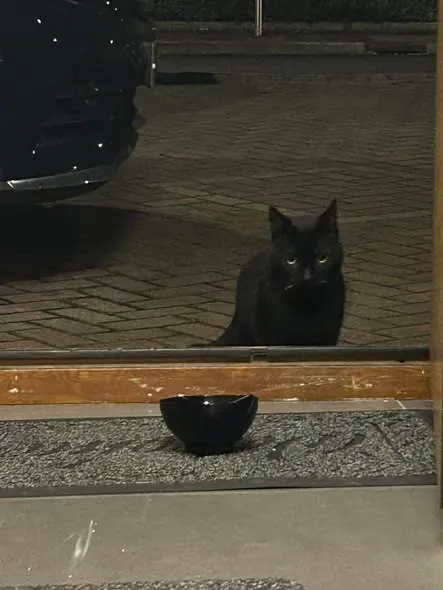 Found Cat in Manchester, England — listing photo