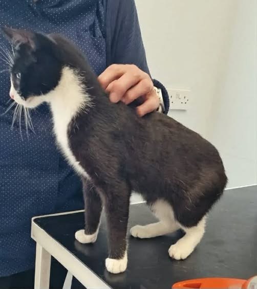 Found Cat in Aberdeen, Scotland — listing photo