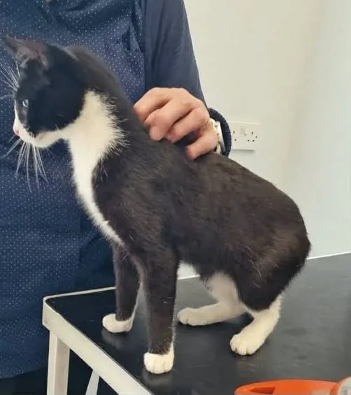 Found Cat in Aberdeen, Scotland Found Cat in Aberdeen, Scotland — listing photo