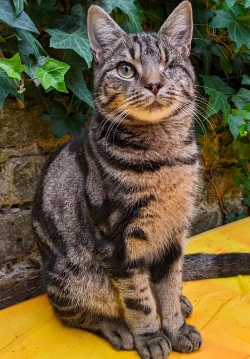 Lost Cat in London, England Lost Cat in London, England — listing photo