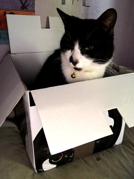 Lost Cat in Leeds, England — listing photo