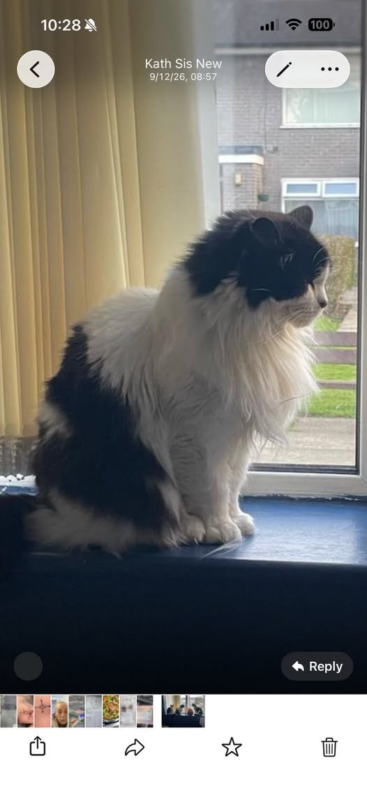 Lost Cat in Manchester, England — listing photo