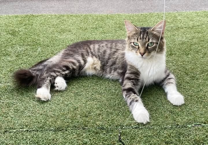 Lost Cat in London, England — listing photo