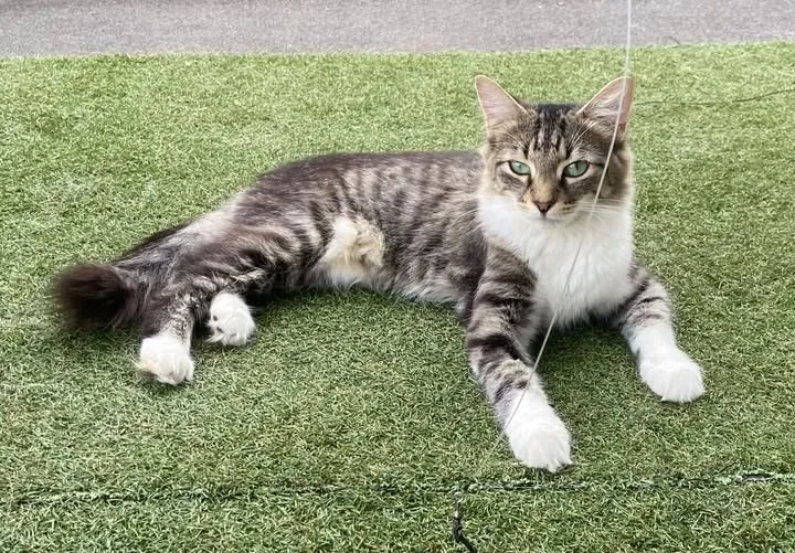 Lost Cat in London, England Lost Cat in London, England — listing photo