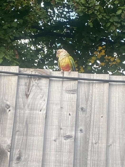 Lost Pet in Liverpool, England — listing photo