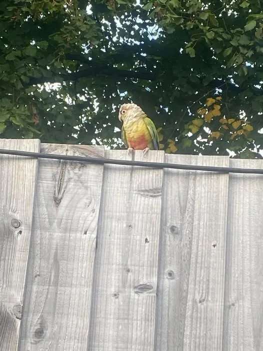 Lost Pet in Liverpool, England — listing photo