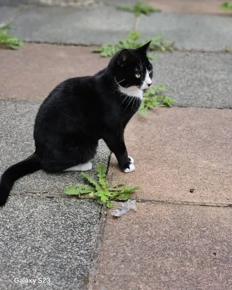 Found Cat in Manchester, England Found Cat in Manchester, England — listing photo