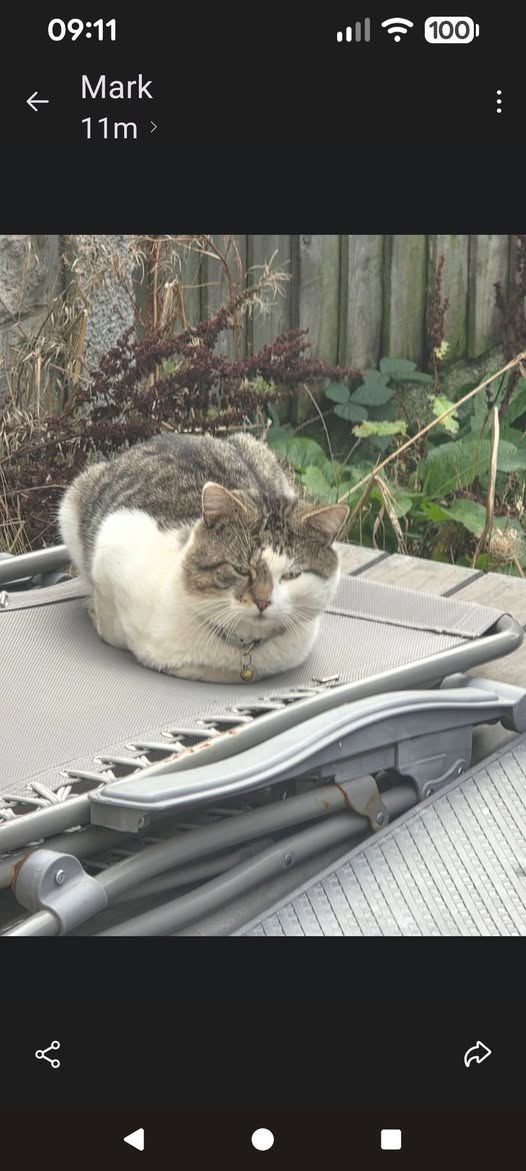 Lost Cat in Liverpool, England — listing photo
