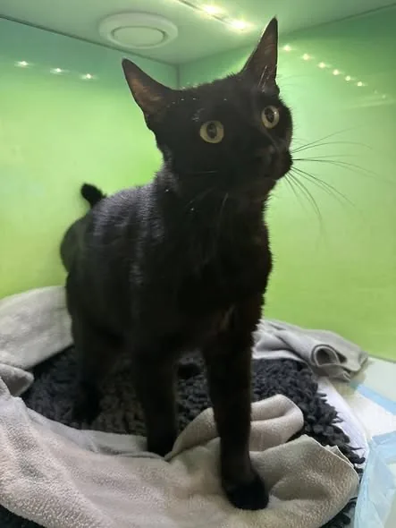 Found Cat in London, England Found Cat in London, England — listing photo