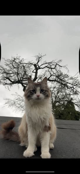 Lost Cat in London, England — listing photo