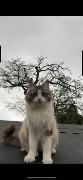 Lost Cat in London, England Lost Cat in London, England — listing photo
