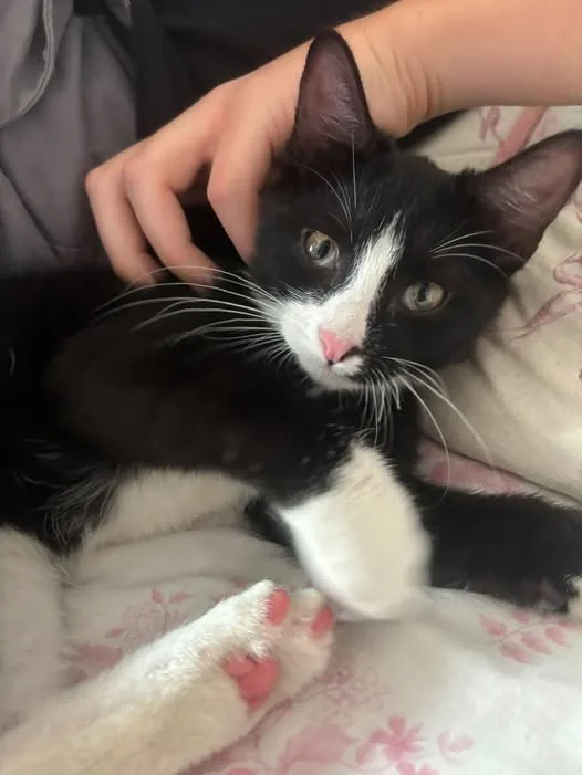 Lost Cat in Manchester, England Lost Cat in Manchester, England — listing photo