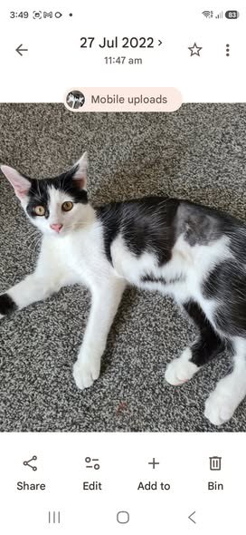 Found Cat in Liverpool, England — listing photo