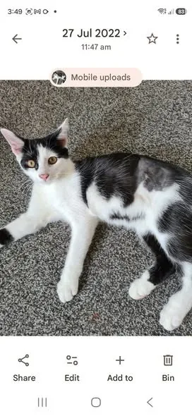 Found Cat in Liverpool, England — listing photo